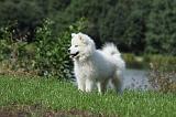 SAMOYEDE 081